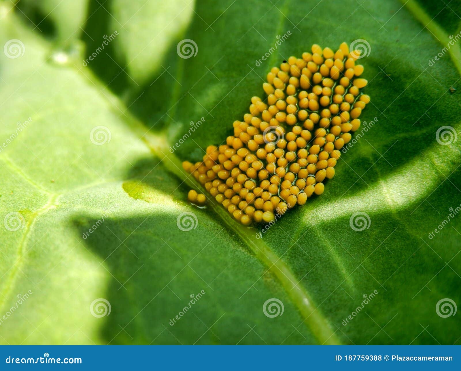 Large Cabbage White Butterfly Eggs Stock Photo Image Of Eggs Colour Large Cabbage White Butterfly Eggs Stock Photo Image Of Eggs Colour