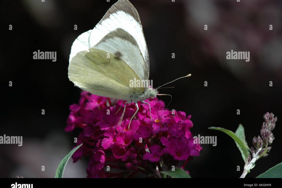 Large Cabbage White Butterfly Stock Photo Alamy