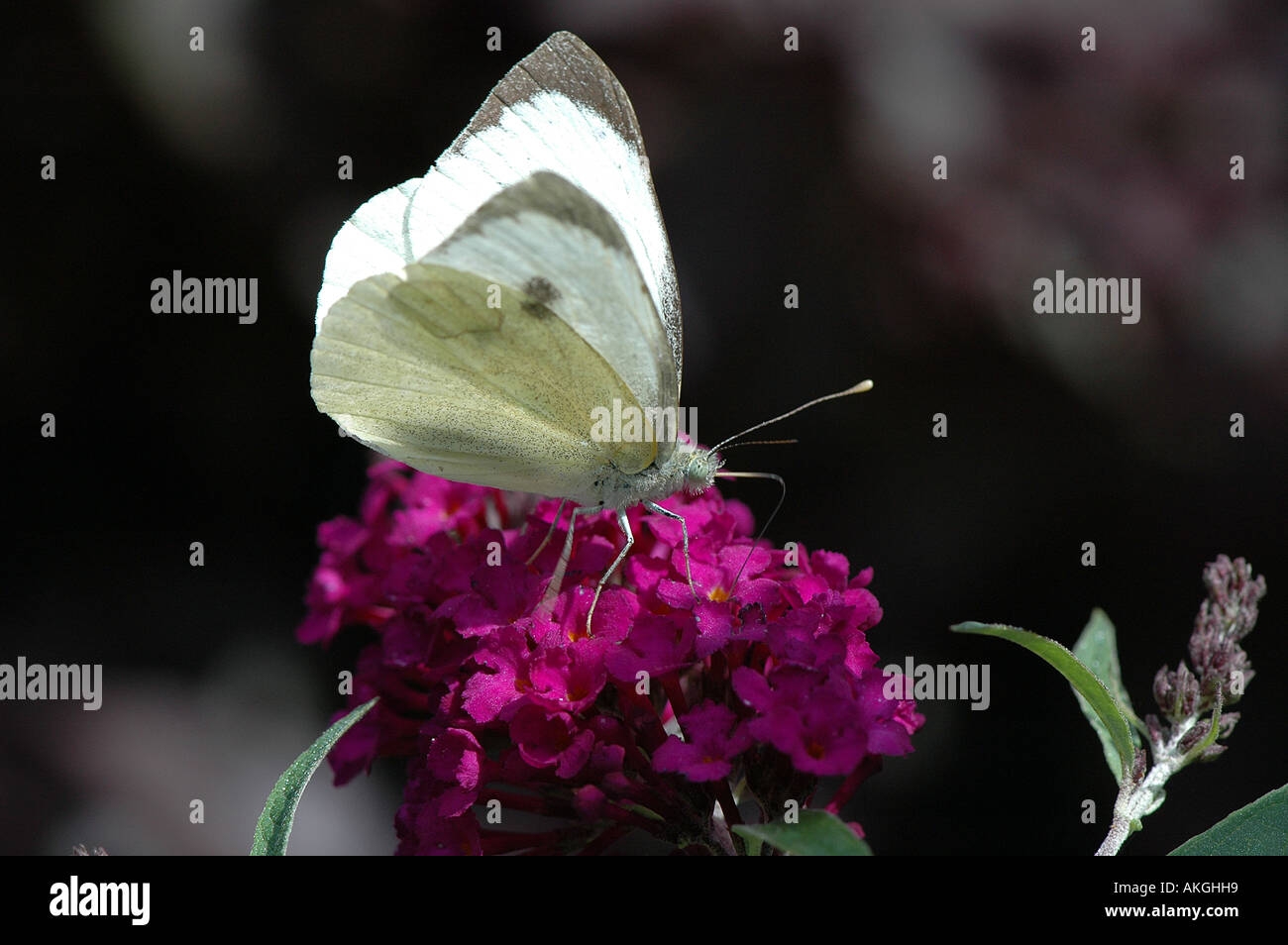 Large Cabbage White Butterfly Stock Photo Alamy Large Cabbage White Butterfly Stock Photo Alamy