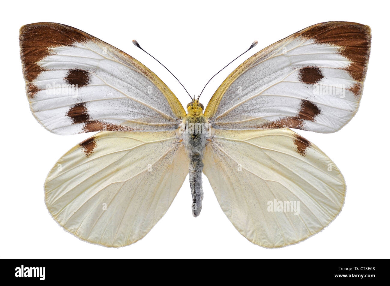 Large White Butterfly Also Called Cabbage Butterfly Or Cabbage White Large White Butterfly Also Called Cabbage Butterfly Or Cabbage White