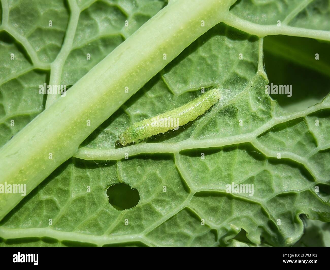 Larva Of Cabbage White Butterfly Cabbage Butterfly Or Pieris Rapae Larva Of Cabbage White Butterfly Cabbage Butterfly Or Pieris Rapae