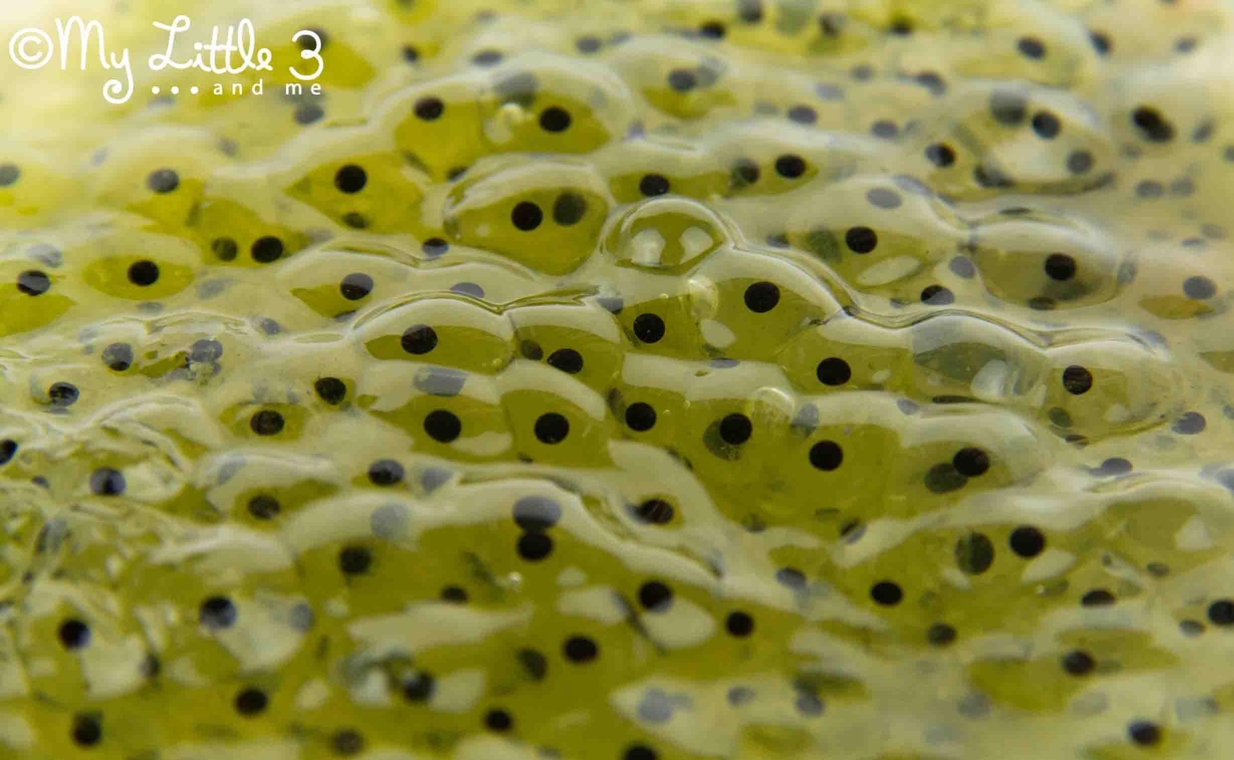 frog spawn facts for kids frog spawn facts for kids