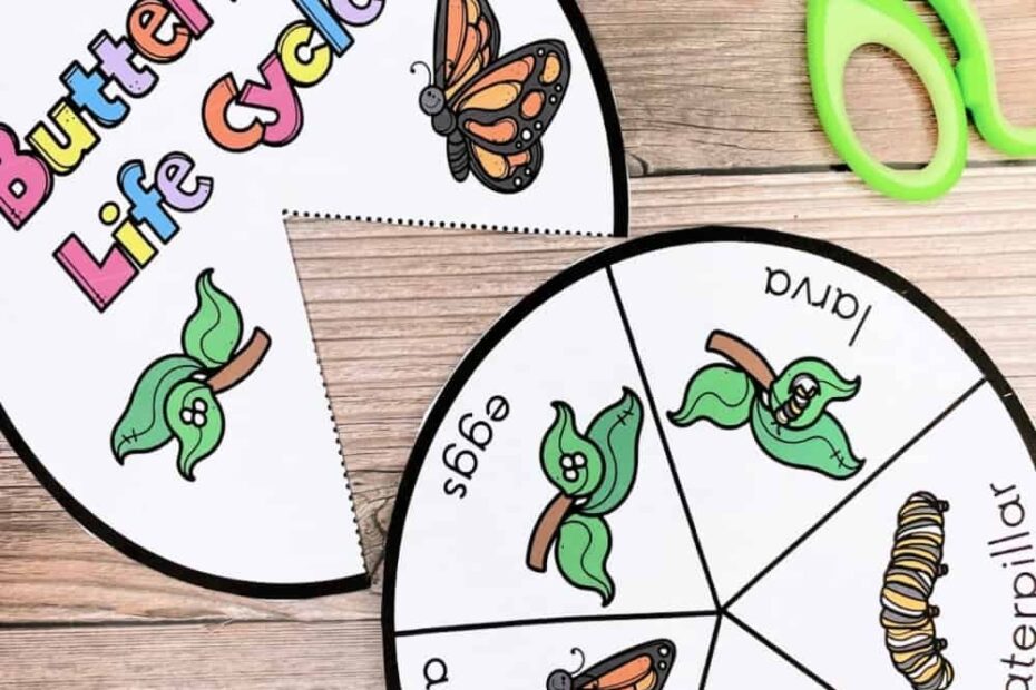 Learn About The Fascinating Life Cycle Of Butterflies With This