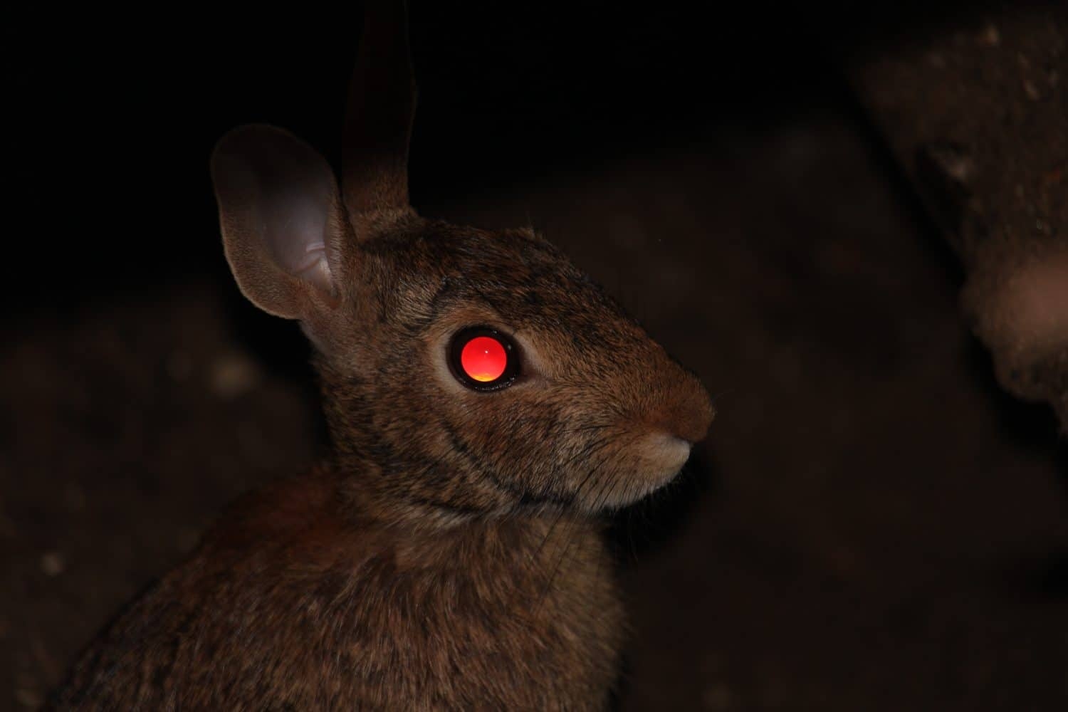 Learn Why And How Animals 39 Eyes Glow At Night A Z Animals Learn Why And How Animals 39 Eyes Glow At Night A Z Animals