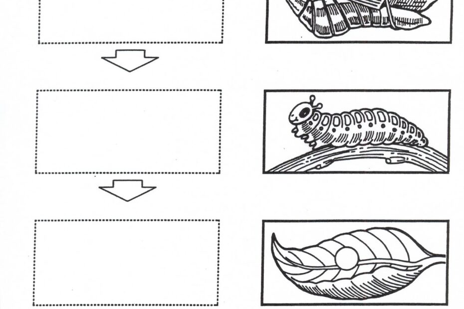 Learningenglish esl BUTTERFLY 39 S LIFE CYCLE ACTIVITY
