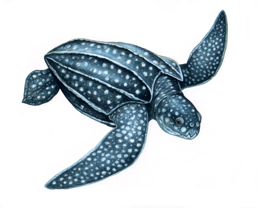 Leatherback Sea Turtle Drawing At GetDrawings Free Download Leatherback Sea Turtle Drawing At GetDrawings Free Download