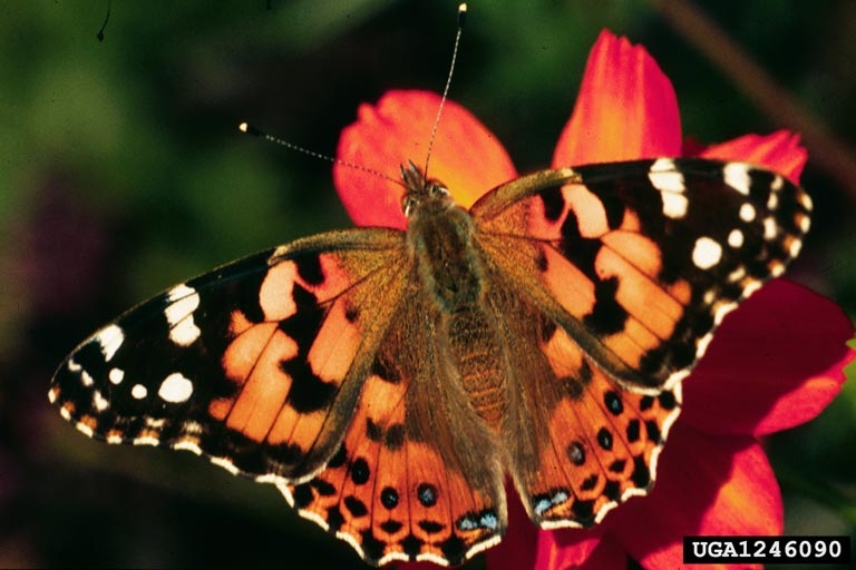 Lepidoptera Bugwoodwiki Lepidoptera Bugwoodwiki