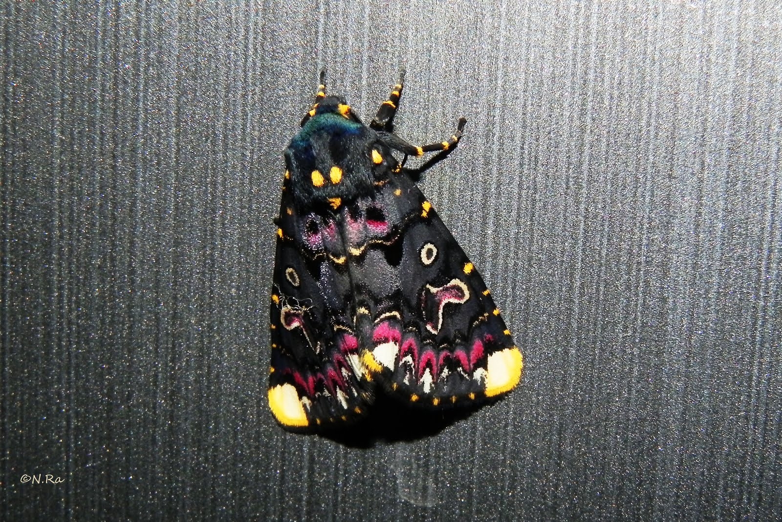 Lepidoptera Life Cycle Life Cycle Images Of Polytela Gloriosae Lily Moth Lepidoptera Life Cycle Life Cycle Images Of Polytela Gloriosae Lily Moth