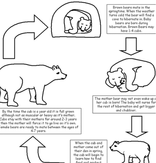 Life Cycle American Black Bear
