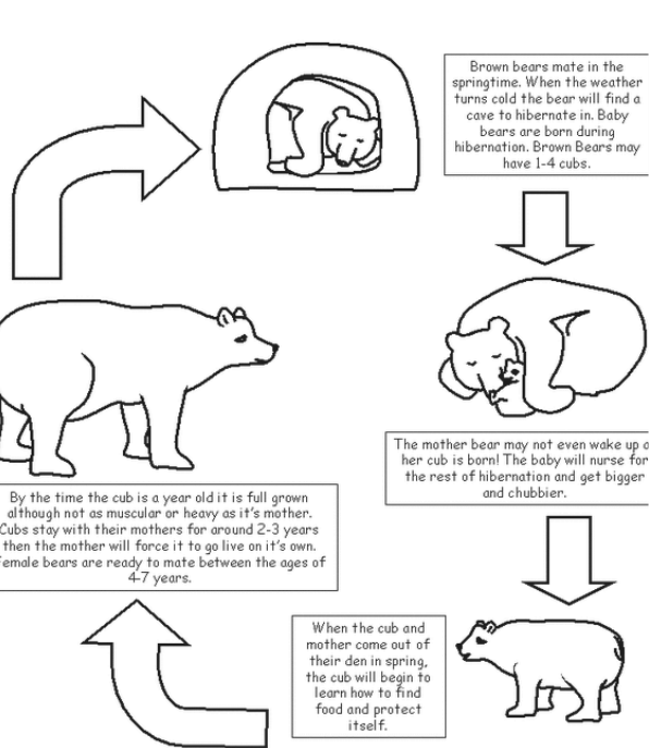 Life Cycle American Black Bear Life Cycle American Black Bear