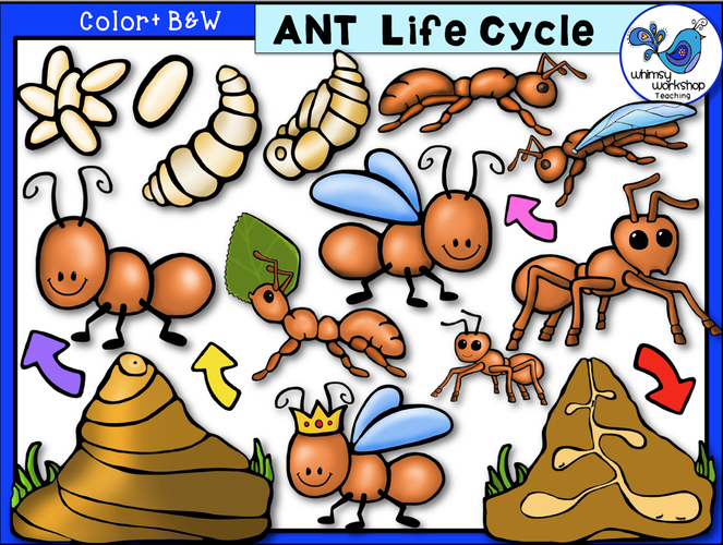 Life Cycle Ant Whimsy Workshop Teaching Life Cycle Ant Whimsy Workshop Teaching