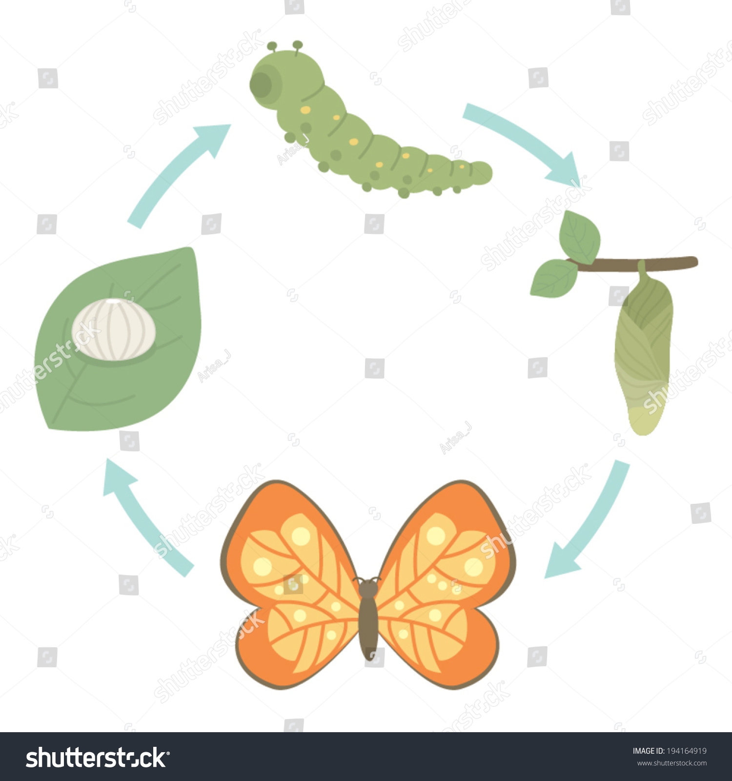 Butterbly Life Cycle