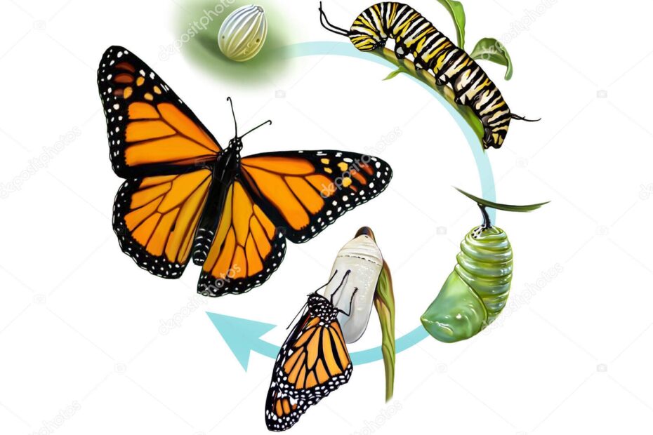 Life Cycle Butterfly Egg Caterpillar Chrysalis Adult Insect Realistic