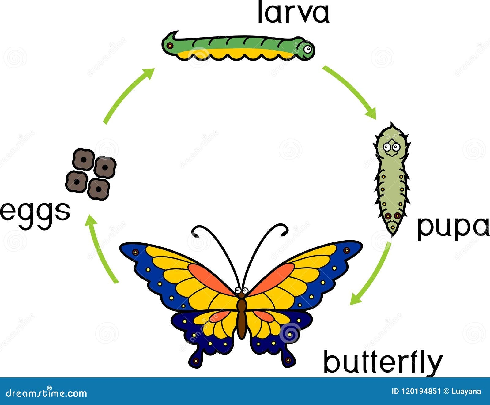 Life Cycle Butterfly Life Cycle Butterfly Complete Holometabolous Life Cycle Butterfly Life Cycle Butterfly Complete Holometabolous