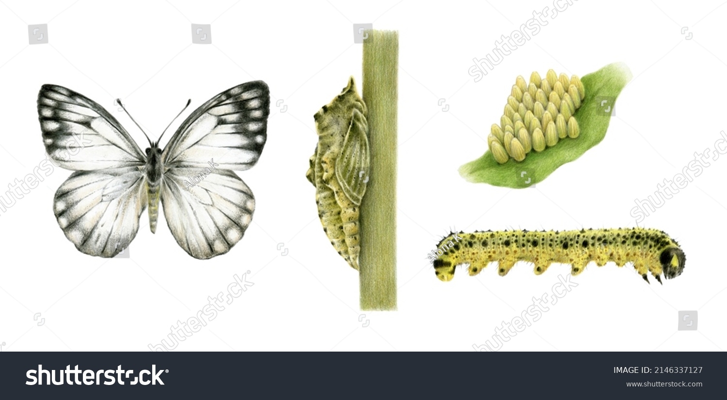 Life Cycle Cabbage Butterfly Cabbage White Stock Illustration Life Cycle Cabbage Butterfly Cabbage White Stock Illustration