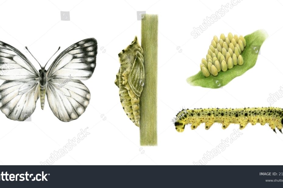 Life Cycle Cabbage Butterfly Cabbage White Stock Illustration