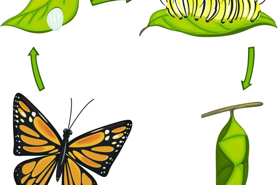 Life Cycle Clip Art ClipArt Best