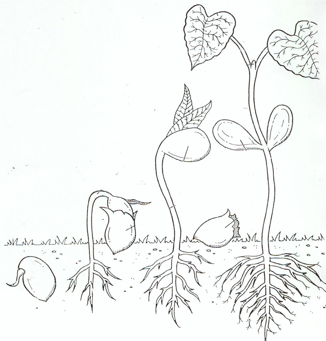 Life Cycle Coloring Page Of A Seed To Plant A Flower Life Cycle Life Cycle Coloring Page Of A Seed To Plant A Flower Life Cycle