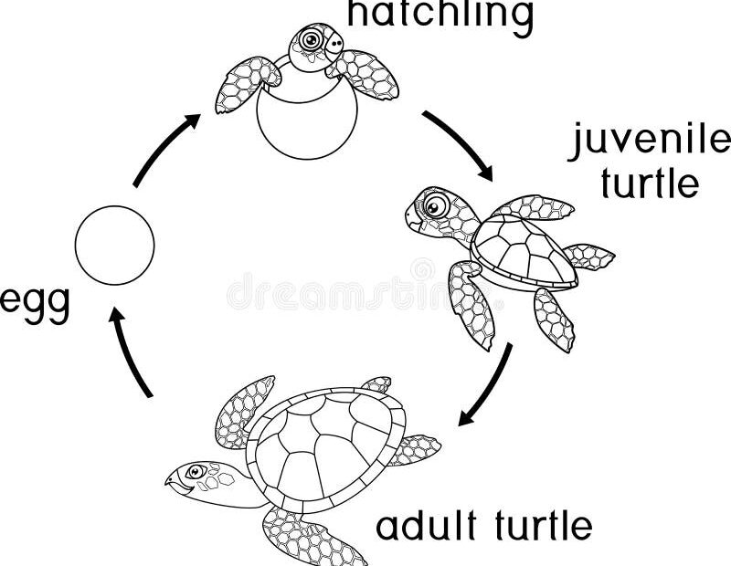 Life Cycle Coloring Page Turtle Life Cycle Sea Turtle Life Cycle