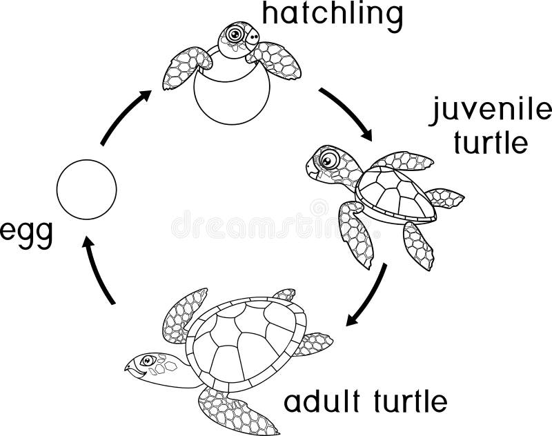 Life Cycle Coloring Page Turtle Life Cycle Sea Turtle Life Cycle Life Cycle Coloring Page Turtle Life Cycle Sea Turtle Life Cycle