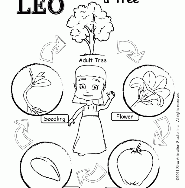 Life Cycle Coloring Sheet Coloring Pages