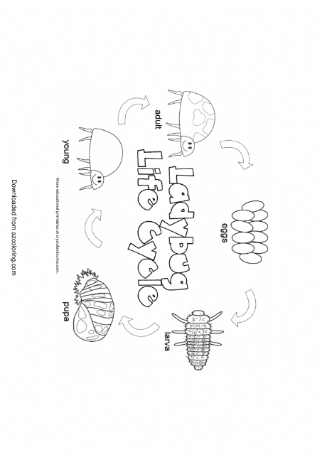 Life Cycle Coloring Sheet Coloring Pages Life Cycle Coloring Sheet Coloring Pages