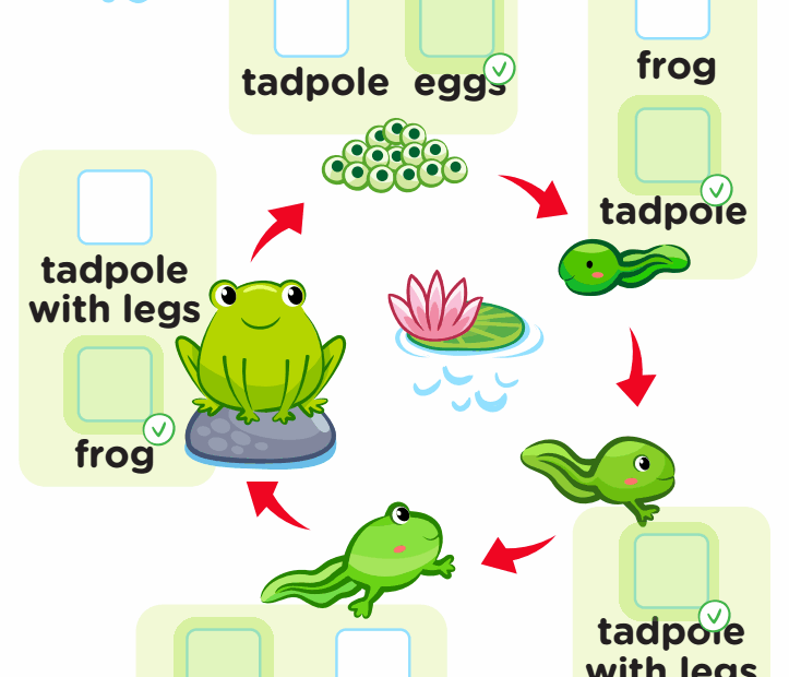 Life Cycle Frog Free Worksheet PDF For Kids Answers And Completion Rate