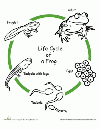 Life Cycle Frog Worksheets Kindergarten Life Cycle Frog Worksheets Kindergarten