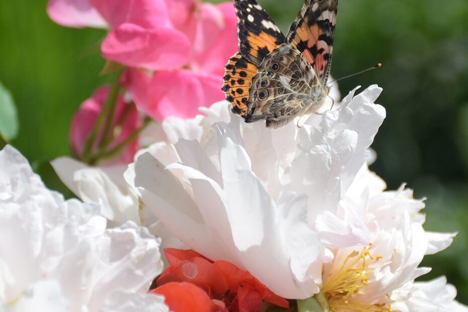 Life Cycle Observations Of Our Painted Lady Butterflies