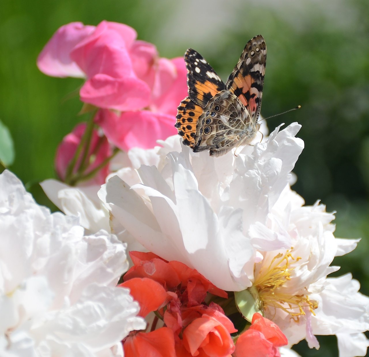Life Cycle Observations Of Our Painted Lady Butterflies Life Cycle Observations Of Our Painted Lady Butterflies