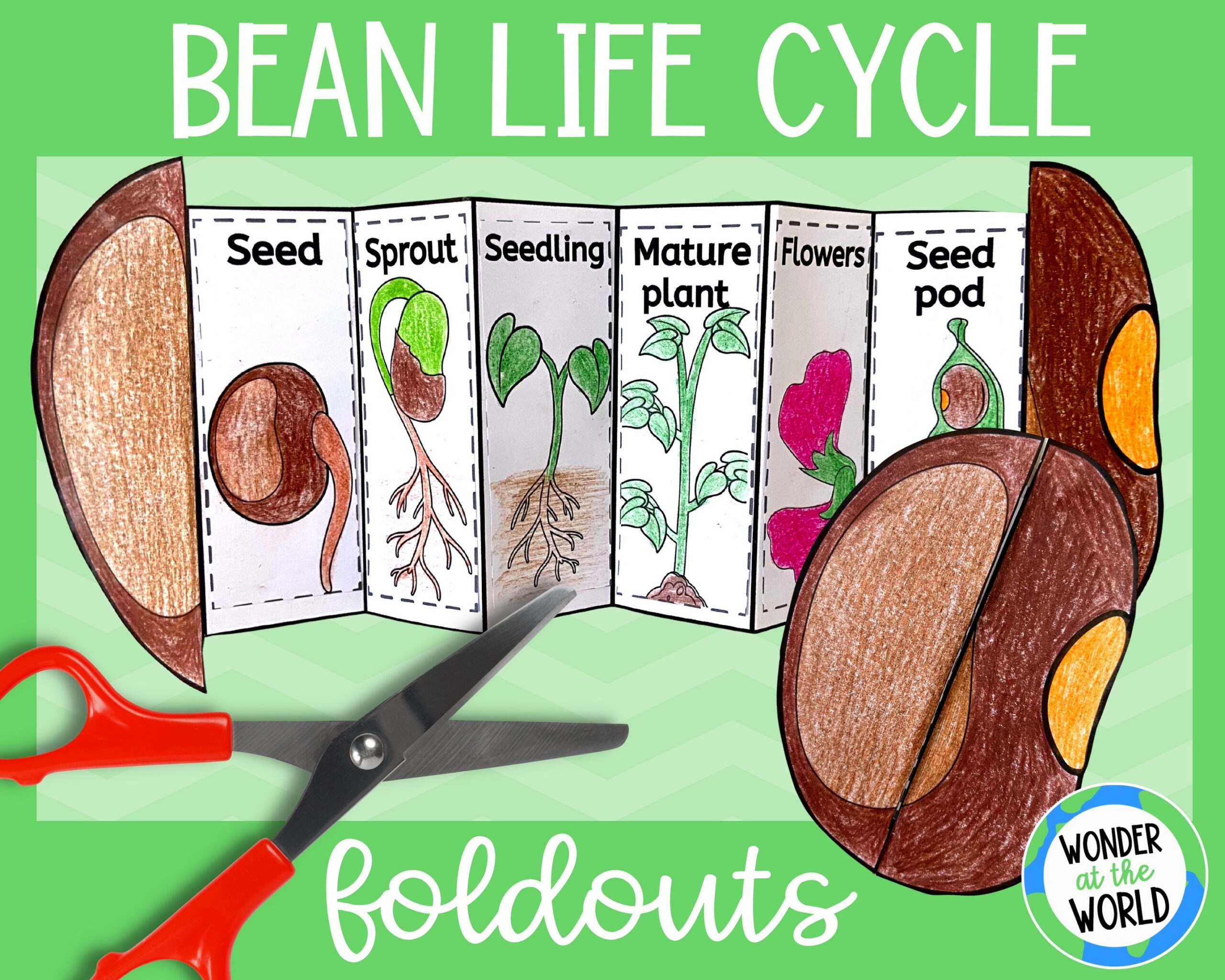 Life Cycle Of A Bean Plant Display Posters Teacher Made 48 OFF Life Cycle Of A Bean Plant Display Posters Teacher Made 48 OFF