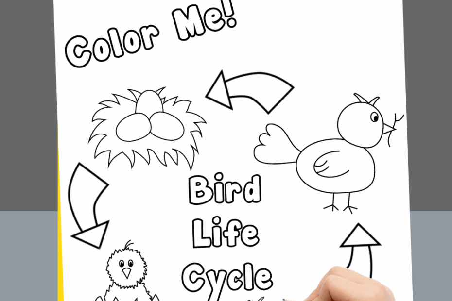 Life Cycle Of A Bird For Kids Birds For Kids Birds Kindergarten