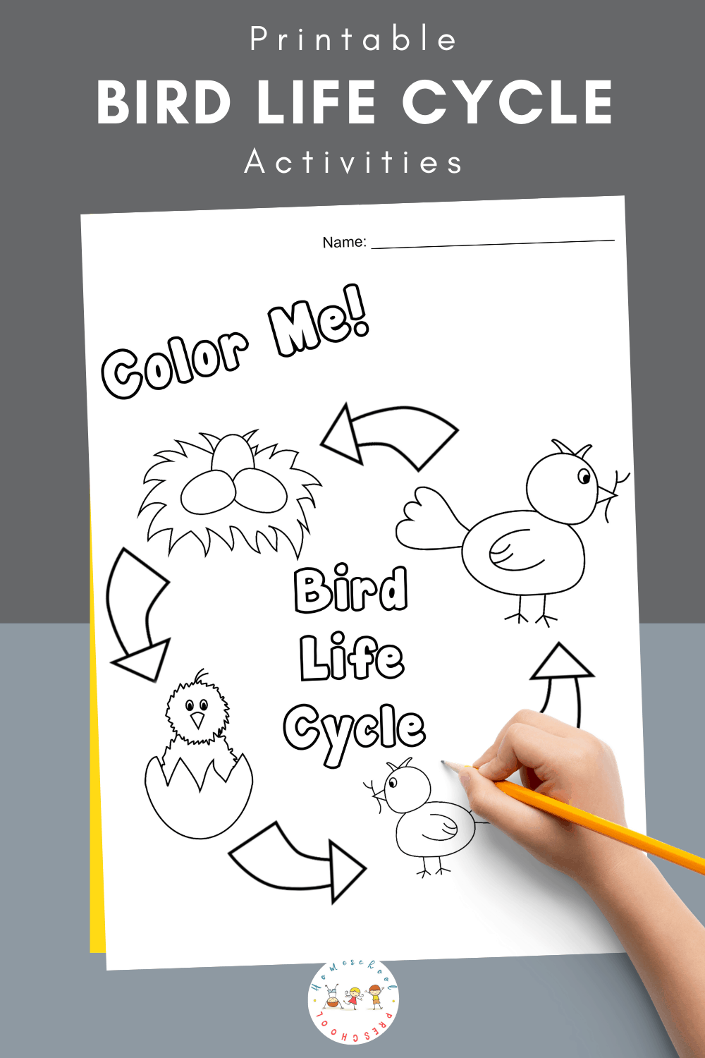 Life Cycle Of A Bird For Kids Birds For Kids Birds Kindergarten Life Cycle Of A Bird For Kids Birds For Kids Birds Kindergarten