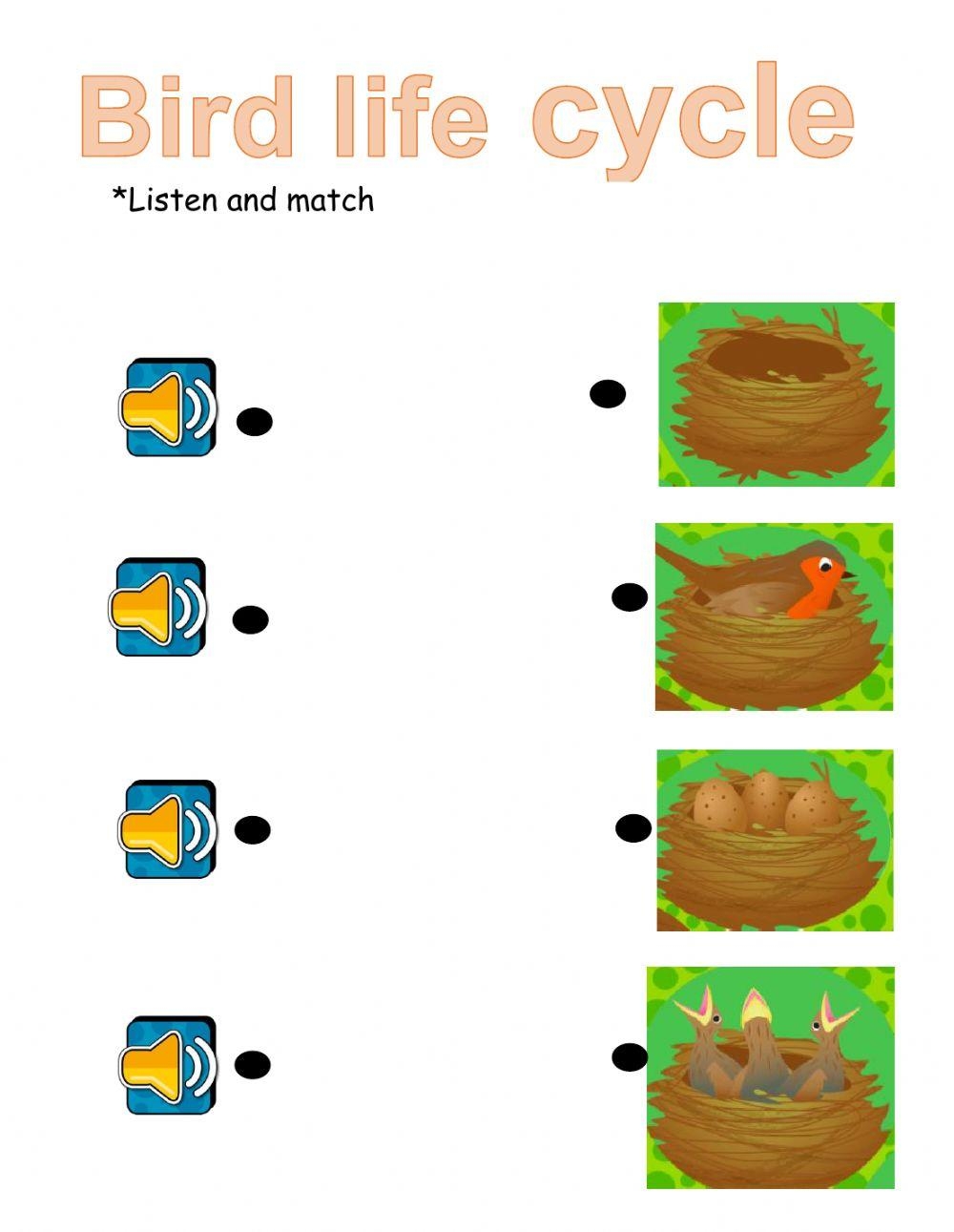 Life Cycle Of A Bird For Kids Worksheets Library Life Cycle Of A Bird For Kids Worksheets Library