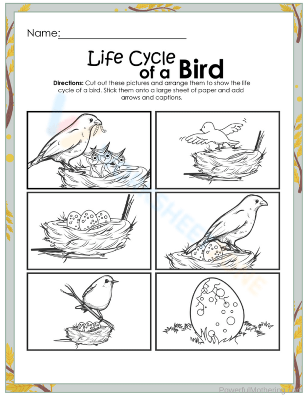 Bird Life Cycle Worksheet Bird Life Cycle Worksheet