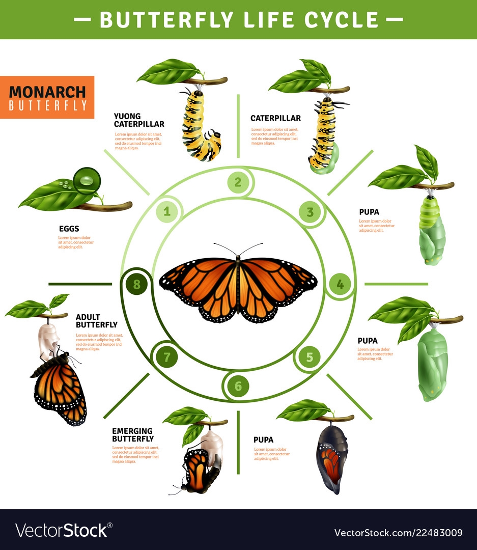 Step by Step Life Cycle of Butterfly Step by Step Life Cycle of Butterfly