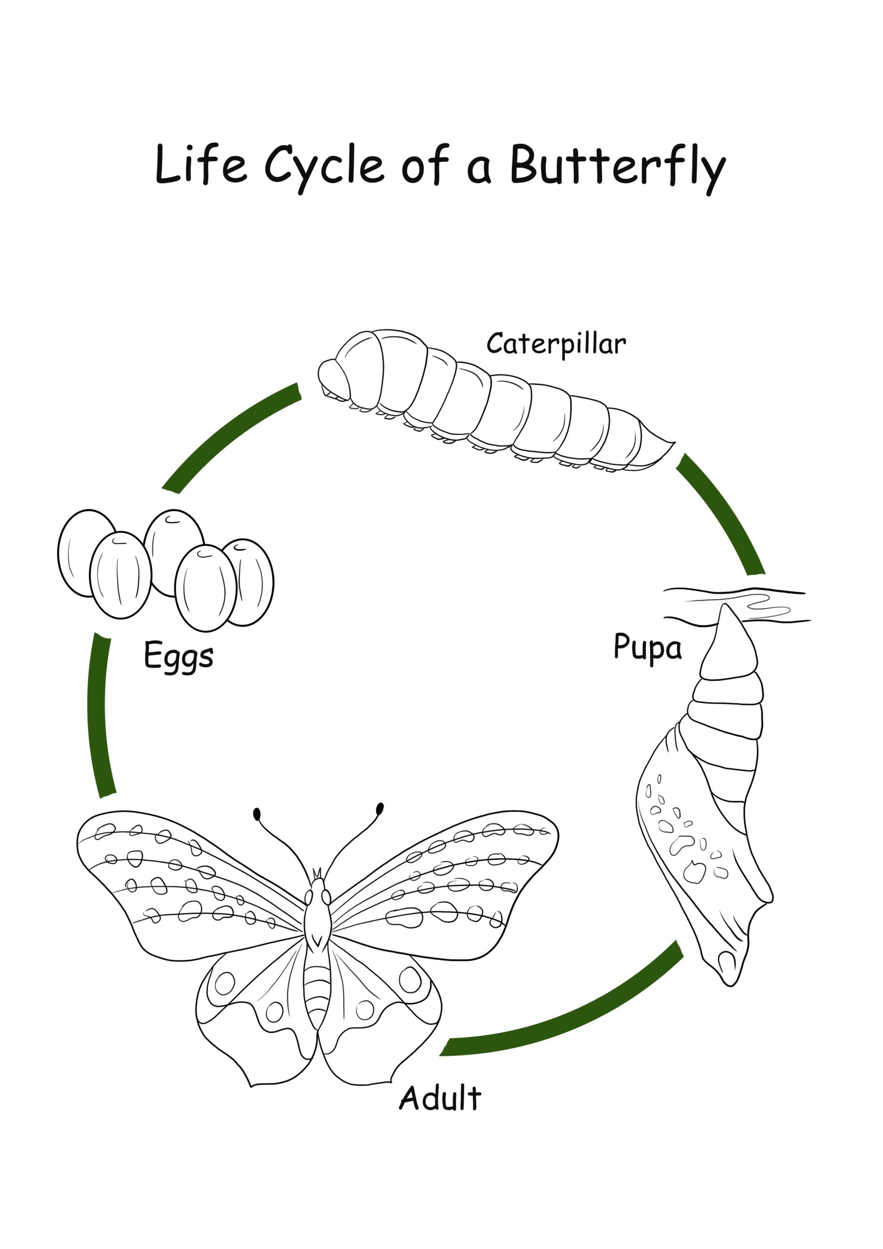 Life Cycle Of A Butterfly Coloring Page Sample Template Www homillux Life Cycle Of A Butterfly Coloring Page Sample Template Www homillux