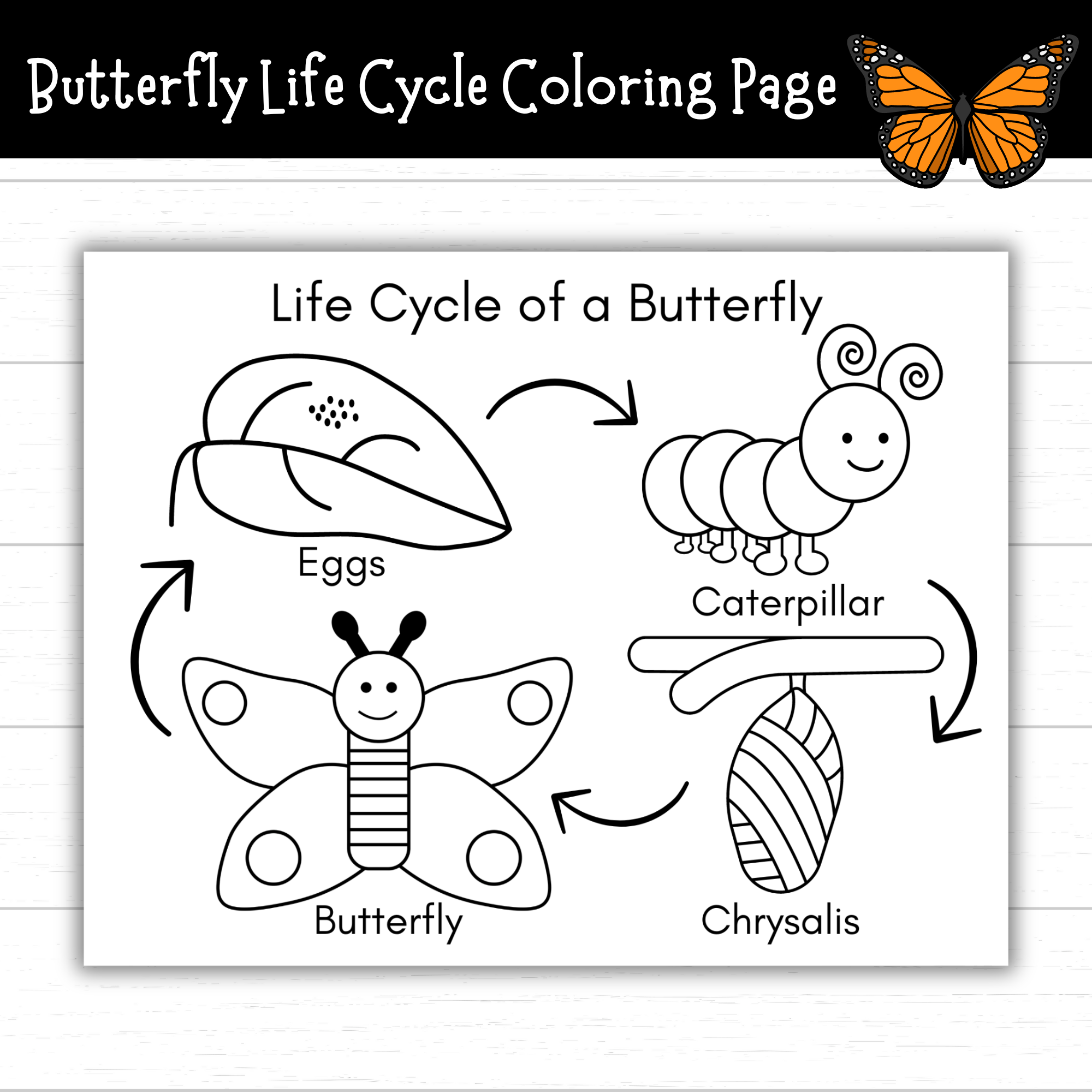 Butterfly Life Cycle Activity Page Butterfly Life Cycle Activity Page