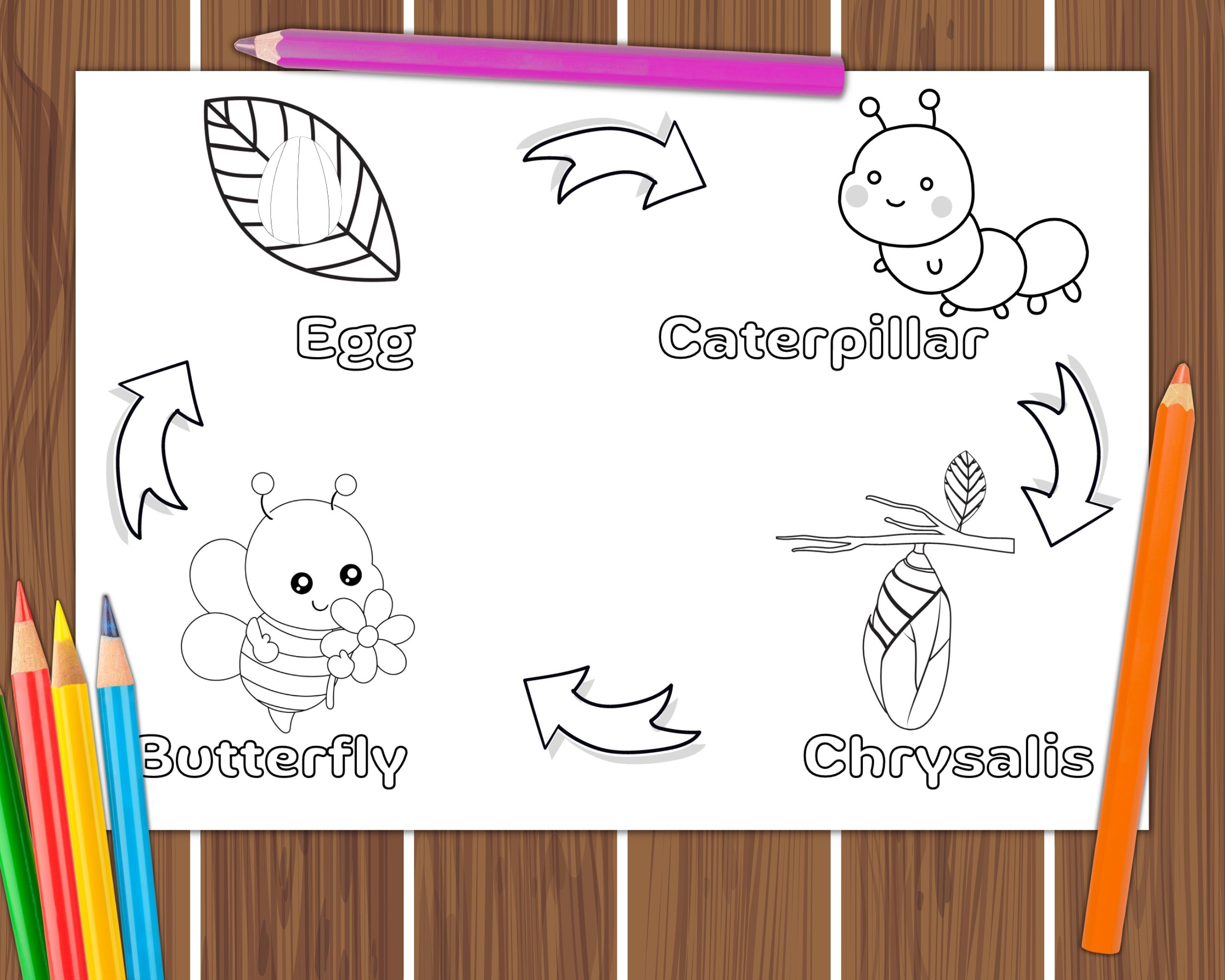 Butterfly Life Cycle Colouring Butterfly Life Cycle Colouring