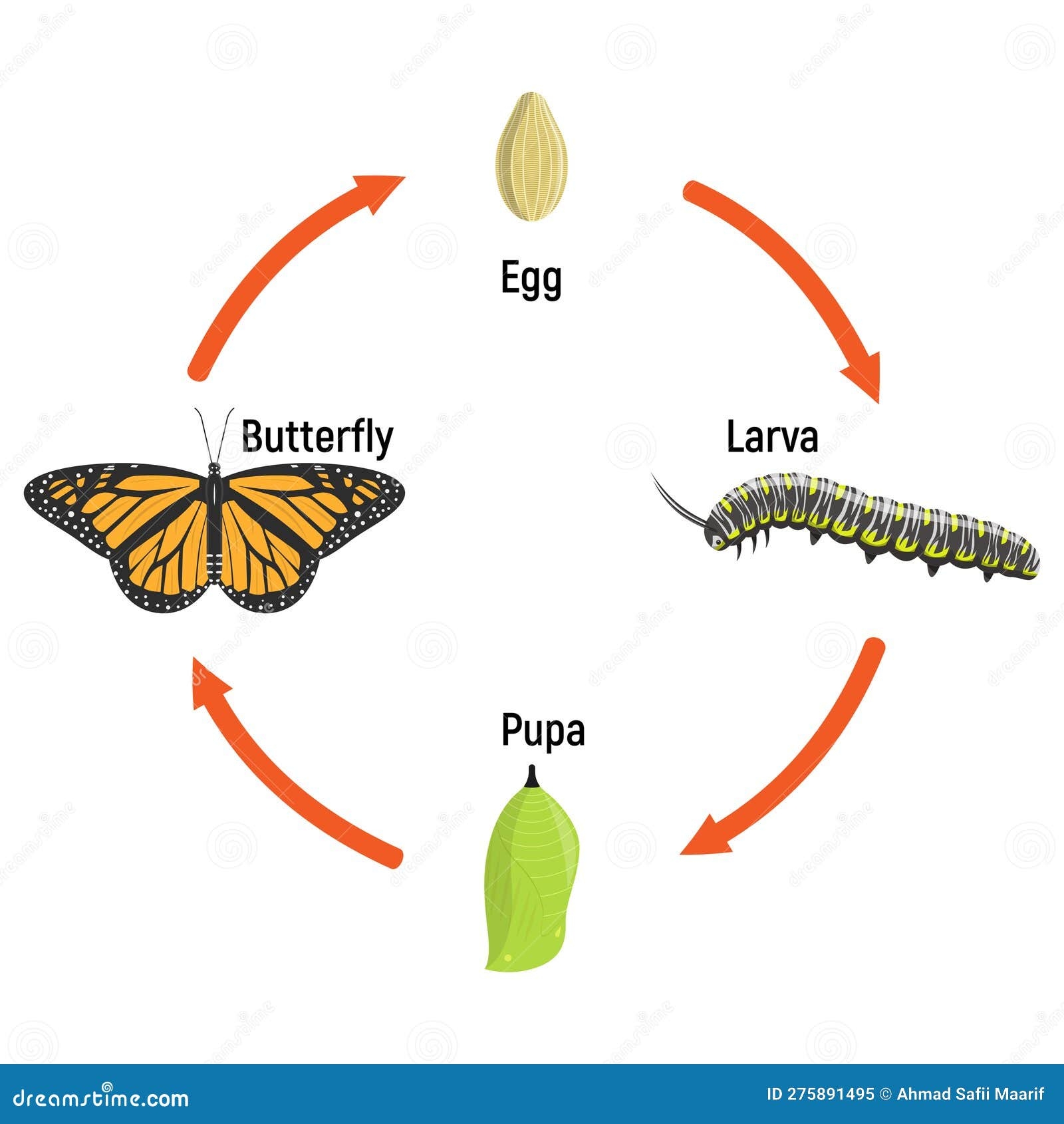 Life Cycle Of A Butterfly Complete Metamorphosis With Stages Bilarasa Life Cycle Of A Butterfly Complete Metamorphosis With Stages Bilarasa