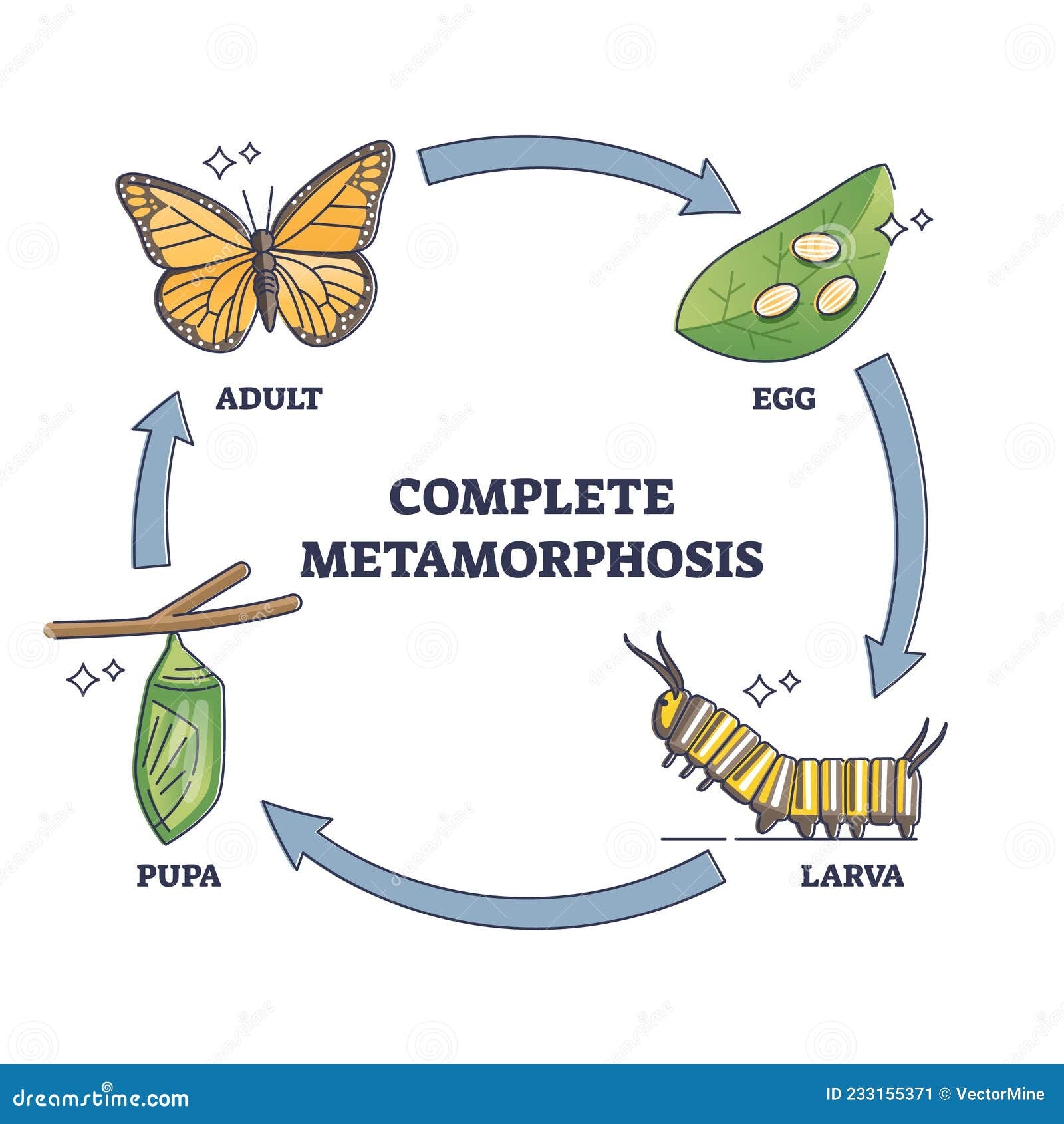 Life Cycle Of A Butterfly Complete Metamorphosis With Stages Bilarasa Life Cycle Of A Butterfly Complete Metamorphosis With Stages Bilarasa