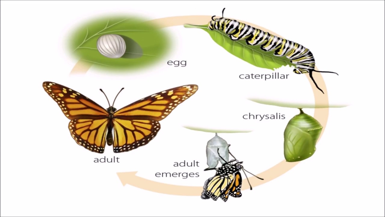 Complete Metamorphosis Life Cycle Complete Metamorphosis Life Cycle