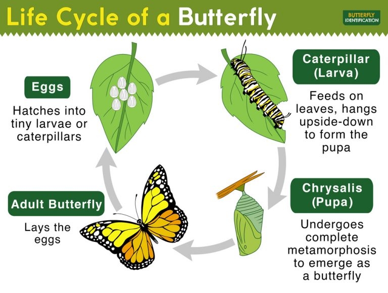 Life Cycle Of A Butterfly Complete Metamorphosis With Stages Life Cycle Of A Butterfly Complete Metamorphosis With Stages