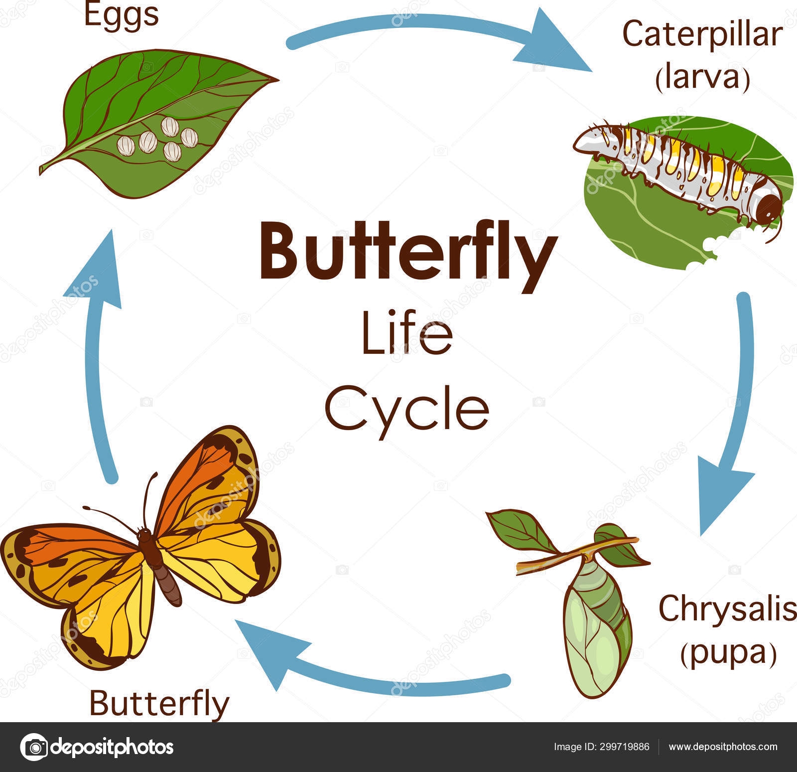 diagram of the life cycle of a butterfly