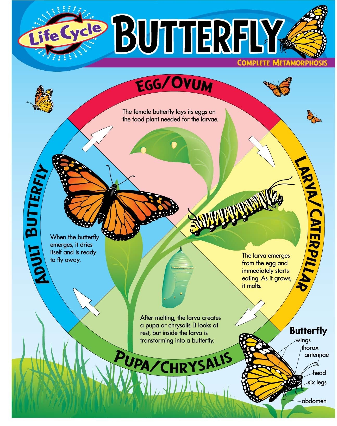 Life Cycle Of A Butterfly Diagram Life Cycle Of A Butterfly Diagram
