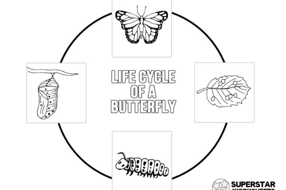 Life Cycle Of A Butterfly Diagram To Label Dengan Santai