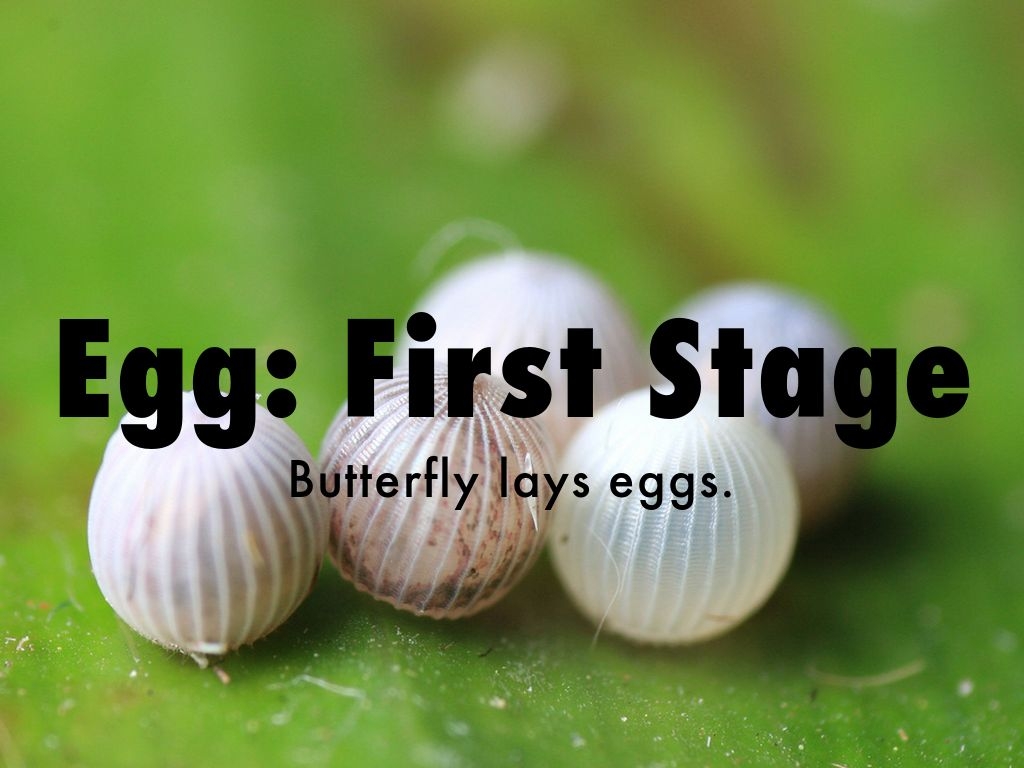 Life Cycle Of A Butterfly Egg Life Cycle Of A Butterfly Egg