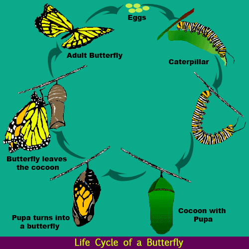Life Cycle Of A Butterfly K8Schoollessons au K8Schoollessons au Life Cycle Of A Butterfly K8Schoollessons au K8Schoollessons au