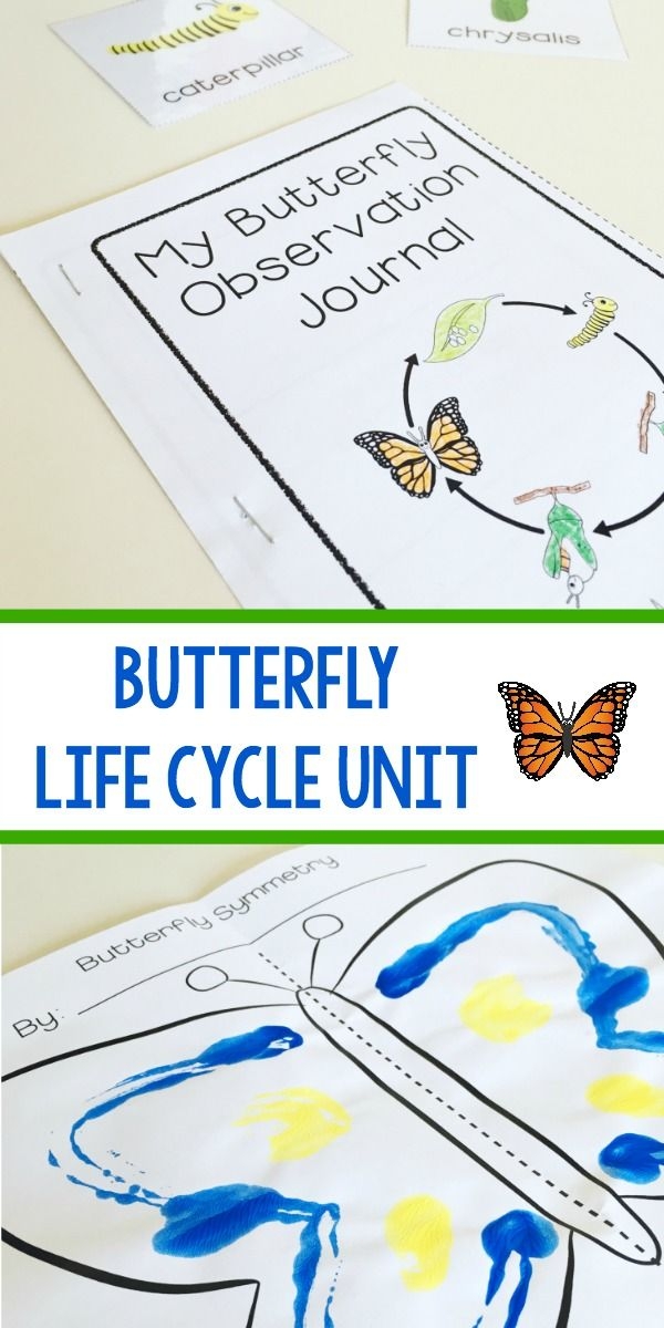 Life Cycle Of A Butterfly Lesson Plan Life Cycle Of A Butterfly Lesson Plan