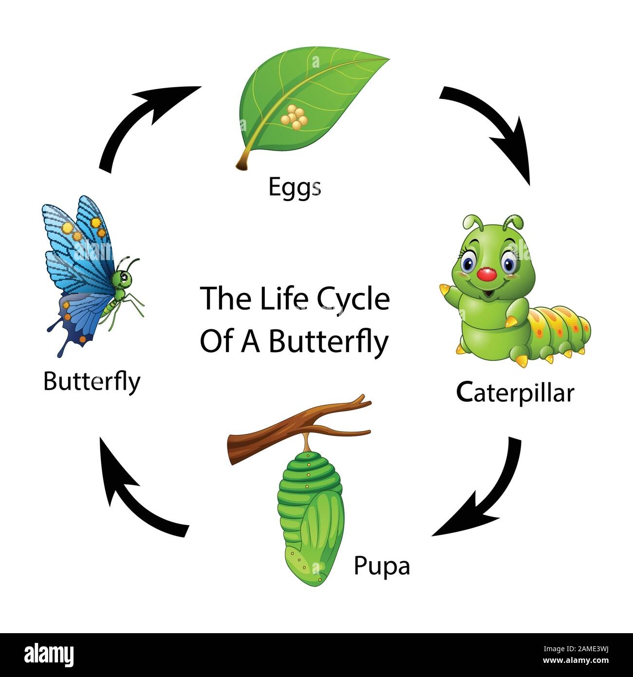 Life Cycle Of A Butterfly Life Cycles Life Cycle Learning Butterfly Life Cycle Of A Butterfly Life Cycles Life Cycle Learning Butterfly